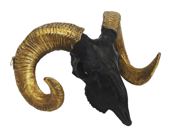 Coral Ram's Skull Black