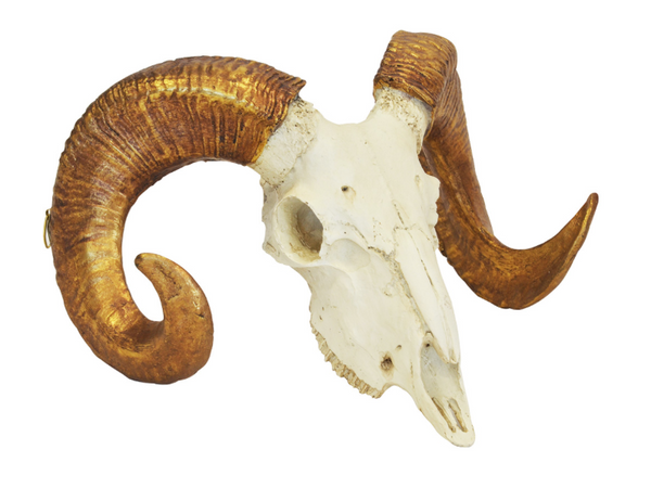 Coral Ram's Skull - White